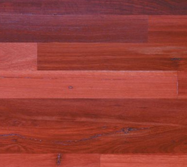 Jarrah (Eucalyptus marinata)